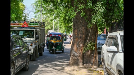 Survey across 17 sector roads cites hazard from trees on carriageways; civic body plans 10x afforestation as compensation after removal (Parveen Kumar/HT)