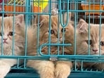 Cats kept for sale at a pet shop in Ludhiana on Sunday. (Manish/HT)