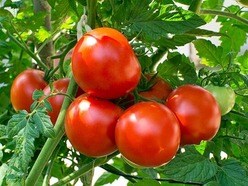 పెరిగిన టమోట ధరలు