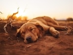 From rapid breathing, profuse sweating, to lethargy and passing out, heatstroke can escalate quickly, making it important for pet parents to monitor their pets' health. 