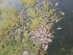 Experts attributed the mass mortality to a dip in dissolved oxygen. (HT Photo)
