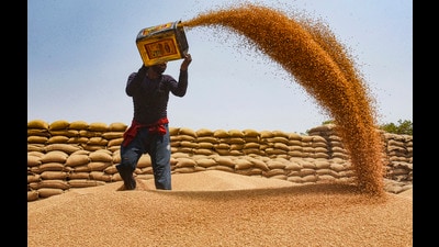 A labourer winnows grain at a market in Gurugram on Tuesday. (PTI) A labourer winnows grain at a market in Gurugram on Tuesday. (PTI)