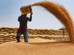 A labourer winnows grain at a market in Gurugram on Tuesday. (PTI)