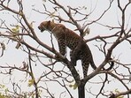 A-leopard-climbs-a-tree-at-a-village-in-Karad-Maharashtra-PTI-photo