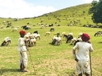 According to the International Food Policy Research Institute (IFPRI), India has about 66.5 million hectares of common land, including 9.1 million hectares of permanent pastures (FES Photo) According to the International Food Policy Research Institute (IFPRI), India has about 66.5 million hectares of common land, including 9.1 million hectares of permanent pastures (FES Photo)