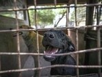 Split verdict by Gauhati HC on pleas to ban dog meat sale in Nagaland, with judges differing on legality of 2023 ruling that allowed trade (Representative photo)