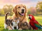The hidden karmic meaning of animals visiting your home
