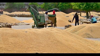 Labourers separating grain from husk at a grain market in Ludhiana. (Gurpreet Singh/HT) Labourers separating grain from husk at a grain market in Ludhiana. (Gurpreet Singh/HT)