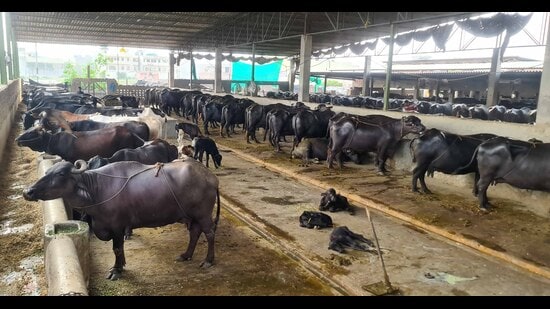 Under the revised rates, half-cream buffalo milk will increase from ₹65 to ₹70 per litre, while full-cream buffalo milk will rise from ₹75 to ₹80 per litre. (Gurpreet Singh/HT)