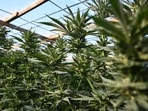 Marijuana plants are found growing at an illegal cannabis farm during a raid by San Bernardino County Sheriff's deputies in Newberry Springs, in the western Mojave Desert of Southern California on March 29, 2024. The US government on April 23 made it easier for Americans to use cannabis for medical reasons, according to acting attorney general Todd Blanche. Marijuana plants are found growing at an illegal cannabis farm during a raid by San Bernardino County Sheriff's deputies in Newberry Springs, in the western Mojave Desert of Southern California on March 29, 2024. The US government on April 23 made it easier for Americans to use cannabis for medical reasons, according to acting attorney general Todd Blanche.