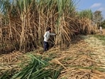 While Maharashtra, Punjab and Haryana already follow the 25-km norm, major producers such as Uttar Pradesh and Karnataka currently do not. 
