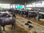 Under the revised rates, half-cream buffalo milk will increase from <span class='webrupee'>₹</span>65 to <span class='webrupee'>₹</span>70 per litre, while full-cream buffalo milk will rise from <span class='webrupee'>₹</span>75 to <span class='webrupee'>₹</span>80 per litre. (Gurpreet Singh/HT) Under the revised rates, half-cream buffalo milk will increase from <span class='webrupee'>₹</span>65 to <span class='webrupee'>₹</span>70 per litre, while full-cream buffalo milk will rise from <span class='webrupee'>₹</span>75 to <span class='webrupee'>₹</span>80 per litre. (Gurpreet Singh/HT)