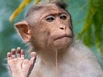 A sailor from the USS Chief was medically evacuated after being scratched by a monkey in Thailand. The Navy confirmed the sailor is stable, and the minesweeping mission continues.