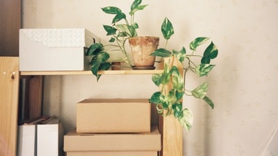 Vastu: వాస్తు ప్రకారం మనీ ప్లాంట్ ఏ దిశలో ఉండాలి? Vastu: వాస్తు ప్రకారం మనీ ప్లాంట్ ఏ దిశలో ఉండాలి?