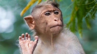 A sailor from the USS Chief was medically evacuated after being scratched by a monkey in Thailand. The Navy confirmed the sailor is stable, and the minesweeping mission continues. (Unsplash ) A sailor from the USS Chief was medically evacuated after being scratched by a monkey in Thailand. The Navy confirmed the sailor is stable, and the minesweeping mission continues. (Unsplash )