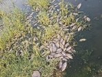 Dead fish spotted over the past week at Rawta village (HT Photo)