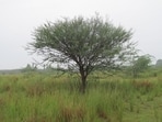 In Ethiopia, there are poems about the dangers of the fast-spreading invasive Prosopis juliflora, brought to the country in the 1970s as part of a fodder and anti-land-erosion effort. (Wikimedia) In Ethiopia, there are poems about the dangers of the fast-spreading invasive Prosopis juliflora, brought to the country in the 1970s as part of a fodder and anti-land-erosion effort. (Wikimedia)