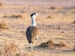 Large areas of wildlife habitat worldwide are likely to be hit by multiple extreme weather events by 2050.