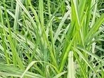 These are being planted in 72 cow shelters and on farmland. The first phase of planting on farms has already been completed (Sourced)