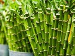 Lucky Bamboo: లక్కీ బాంబూ.. ఇంట్లో ఈ మొక్క ఉంటే సిరి సంపదలే