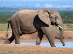 US hunter’s trip to Africa ended in tragedy after a sudden elephant attack in Gabon’s dense forest.