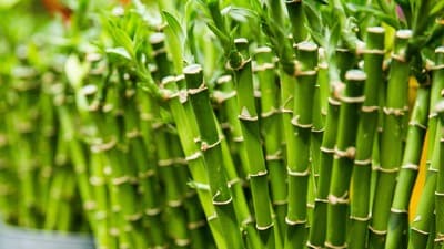 Lucky Bamboo: లక్కీ బాంబూ.. ఇంట్లో ఈ మొక్క ఉంటే సిరి సంపదలే Lucky Bamboo: లక్కీ బాంబూ.. ఇంట్లో ఈ మొక్క ఉంటే సిరి సంపదలే