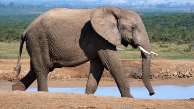 US hunter’s trip to Africa ended in tragedy after a sudden elephant attack in Gabon’s dense forest. (Representative image/ Unsplash)
