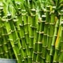 Lucky Bamboo: లక్కీ బాంబూ.. ఇంట్లో ఈ మొక్క ఉంటే సిరి సంపదలే