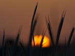 For wheat procurement, more than 3,500 centres have been set up across the state. 