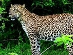 This is the second fatality in big cat attacks reported from the Dudhwa buffer zone this month. (Representative Image/ HT File Photo)