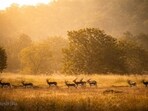 Blackbucks in Barnawapara Wildlife Sanctuary, where the population has increased following a reintroduction programme initiated in 2018.
