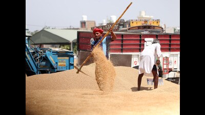 A labourer dries wheat at the grain market in Bathinda. (Sanjeev Kumar /HT) A labourer dries wheat at the grain market in Bathinda. (Sanjeev Kumar /HT)