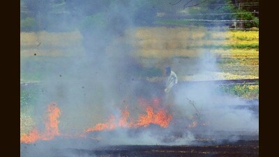 Hoshiarpur is leading with 24 incidents of stubble burning, followed by Bathinda at 17. (Gurpreet Singh/HT) Hoshiarpur is leading with 24 incidents of stubble burning, followed by Bathinda at 17. (Gurpreet Singh/HT)