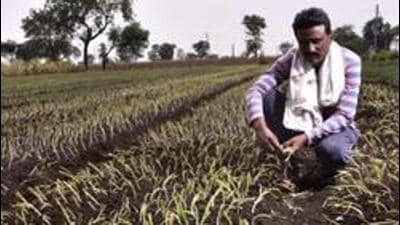 The announcement of the farm loan waiver scheme comes amid continued distress in the agricultural sector due to floods, unseasonal rains and price fluctuations over the past two years. (HT Archive) The announcement of the farm loan waiver scheme comes amid continued distress in the agricultural sector due to floods, unseasonal rains and price fluctuations over the past two years. (HT Archive)