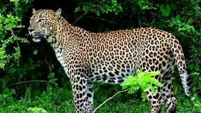 This is the second fatality in big cat attacks reported from the Dudhwa buffer zone this month. (Representative Image/ HT File Photo) This is the second fatality in big cat attacks reported from the Dudhwa buffer zone this month. (Representative Image/ HT File Photo)