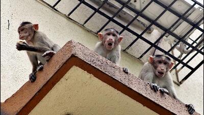 Three monkeys from SGNP forest entered a residential complex at Thane's Samta Nagar in search of food, creating much excitement and ruckus among residents. (Photo: Praful Gangurde) Three monkeys from SGNP forest entered a residential complex at Thane's Samta Nagar in search of food, creating much excitement and ruckus among residents. (Photo: Praful Gangurde)