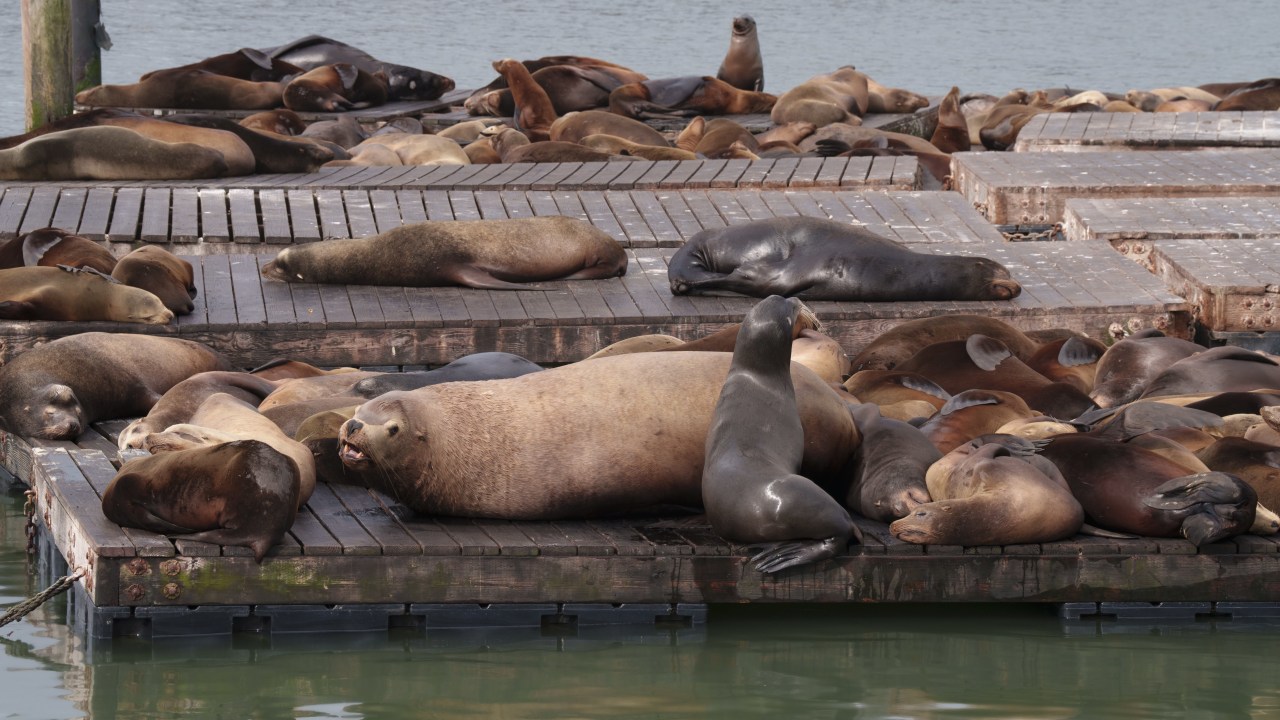 Sea lions are thigmotactic, a scientific term for very social creatures who like to cuddle. Sea lions are thigmotactic, a scientific term for very social creatures who like to cuddle.