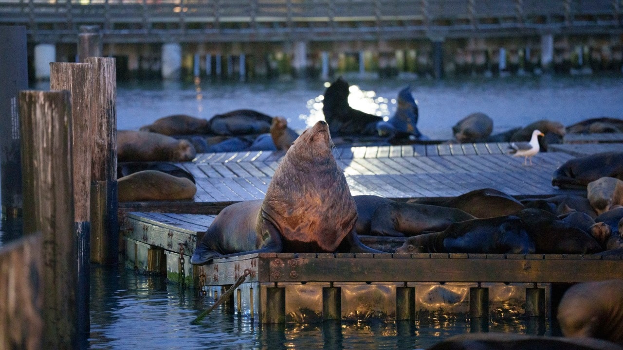 Steller sea lions occasionally pop up at the pier for a few days, but Chonkers has made himself at home. Steller sea lions occasionally pop up at the pier for a few days, but Chonkers has made himself at home.