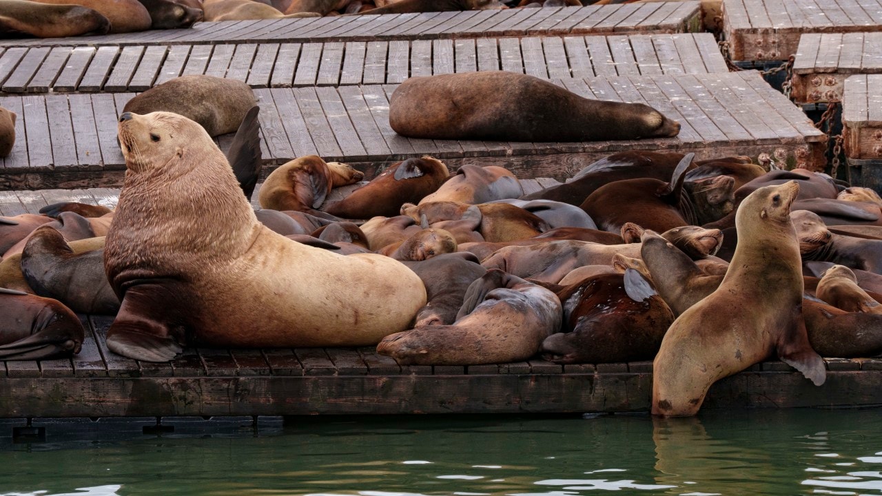 His name is Chonkers. He is a 2,000-pound Steller sea lion who swam up to a dock on Pier 39 a month ago and has decided to stay. His name is Chonkers. He is a 2,000-pound Steller sea lion who swam up to a dock on Pier 39 a month ago and has decided to stay.