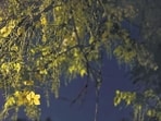 A tree was sighted, bearing its early Amaltas blossoms. (Mayank Austen Soofi)