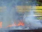 Hoshiarpur is leading with 24 incidents of stubble burning, followed by Bathinda at 17. (Gurpreet Singh/HT)