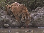 The animals in the area include tigers, bears, elephants and swamp deer (barasingha). (HT Photo)