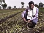 The announcement of the farm loan waiver scheme comes amid continued distress in the agricultural sector due to floods, unseasonal rains and price fluctuations over the past two years. (HT Archive)