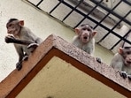 Three monkeys from SGNP forest entered a residential complex at Thane's Samta Nagar in search of food, creating much excitement and ruckus among residents. (Photo: Praful Gangurde)