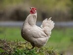 China’s city residents are raising chickens as pets, taking them out in prams and dressing them up. 