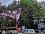 The tree, located near the Highland–Hill Spring–Runwal Golden City belt, is considered by activists to be a heritage specimen. (Praful Gangurde/HT Photo)
