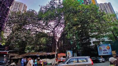 The tree, located near the Highland–Hill Spring–Runwal Golden City belt, is considered by activists to be a heritage specimen. (Praful Gangurde/HT Photo) The tree, located near the Highland–Hill Spring–Runwal Golden City belt, is considered by activists to be a heritage specimen. (Praful Gangurde/HT Photo)
