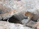 Protecting wildlife is linked to the fundamental right to life under Article 21 of the Constitution. (HT Sourced Photo)