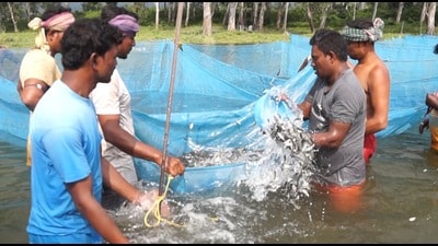 Pong Dam Reservoir in Kangra district has emerged as a major contributor with 314.84 metric tonnes of production. (File)