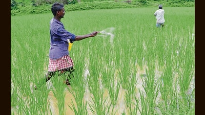 To reduce dependence on chemical fertilisers, scientists have urged farmers to adopt balanced and need-based nutrient management and diversify crops. (HT File)